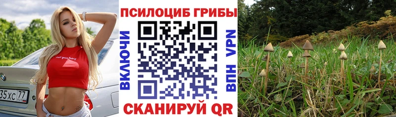 Галлюциногенные грибы Psilocybe  KRAKEN вход  Бирюч 